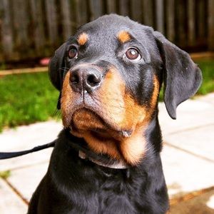 Meet your Posher, Samir